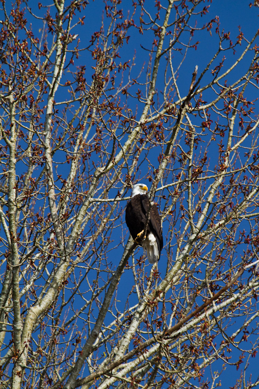 Bald Eagle